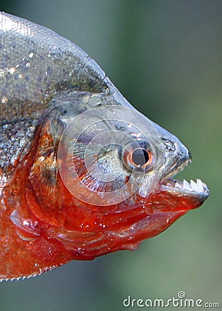 Piranha close up with teeth exposed in the Amazon