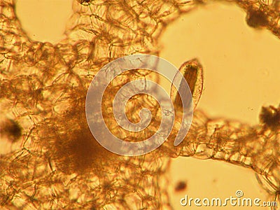 Pistia stratiotes - optical microscopy