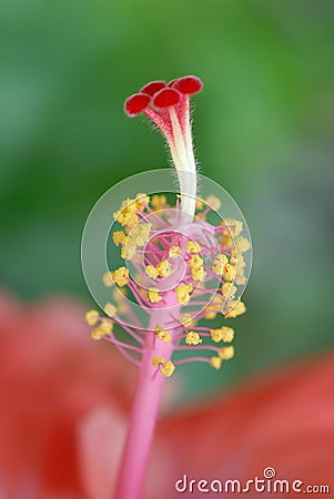 pistil-tropical-flower-2427176.jpg