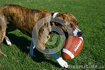 Pitbull Carrying a Football