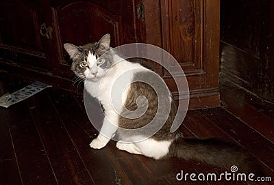 Placid brown and white bicolor tabby domestic pet cat on wooden floor