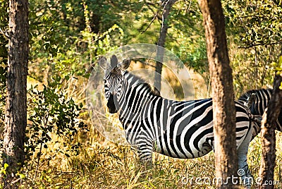 Plains zebra (Equus quagga) profile view