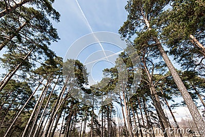 Plane trails in the sky in forest