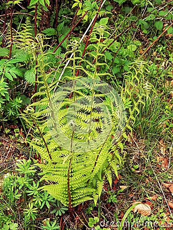 Plant ferns in nature as vase 2