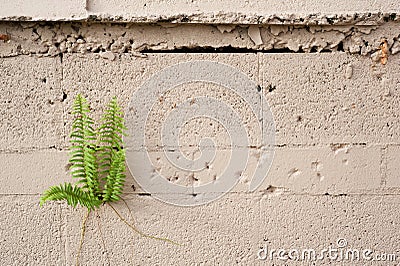  - plant-growing-cement-wall-fern-block-composed-to-include-copy-space-32133931