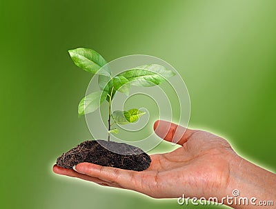 Plant in the hand