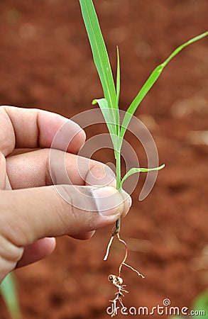 Plant seedling in hand