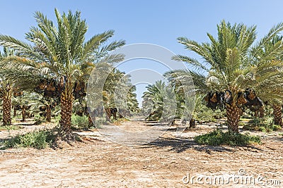 Plantation of date s palms with ripening dates