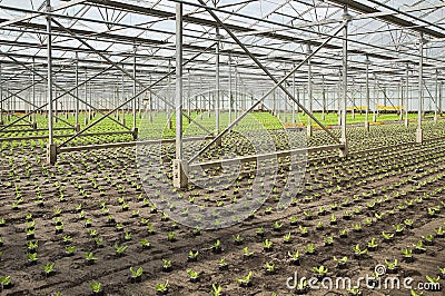 Planting new young salad plants