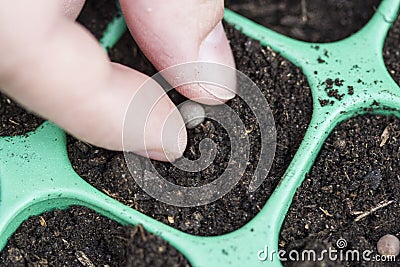 Planting seeds