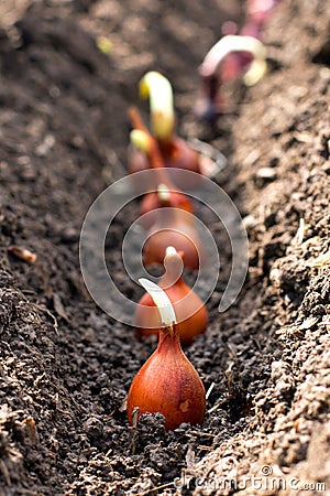 Planting shallot (mall onions)