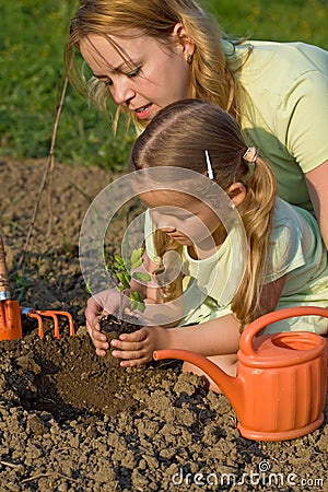 Planting a tomato seedling in the garden
