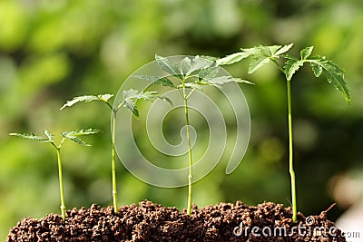 Plants-Beginning new life