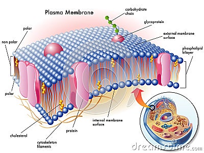 Plasma membrane