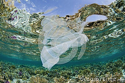 Plastic bag in ocean on coral reef