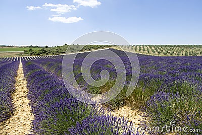 The plateau Valensole