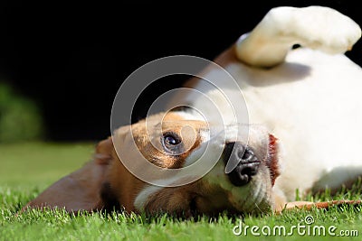 Playful beagle dog laying on grass lawn