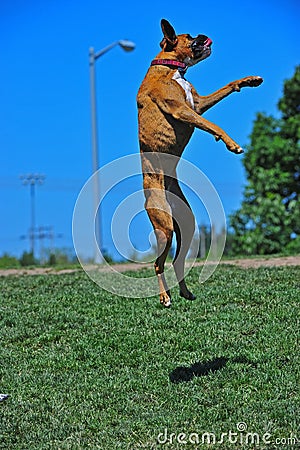 Playful Boxer leaping