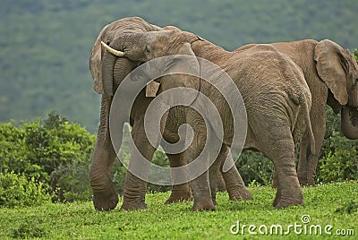 Playful Bulls