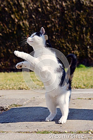 Playful cat playing and jumping