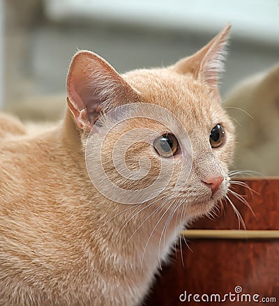 Playful orange cat