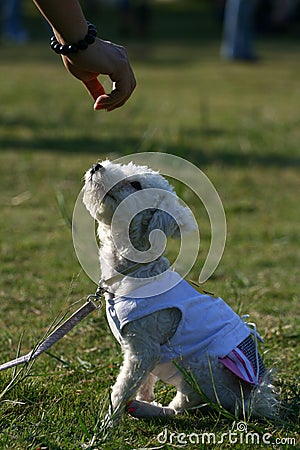 Playing with a pet dog