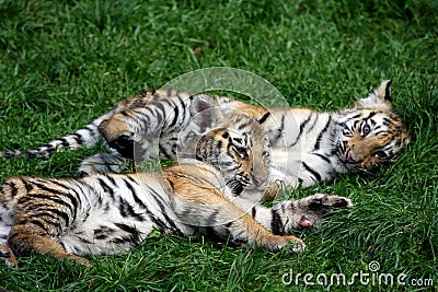 Playing tiger cubs