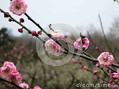 Plum Blossoms on a Branch