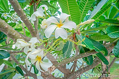plumeria branch beutiful thai flower