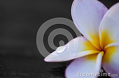 Plumeria (frangipani) - holy flower