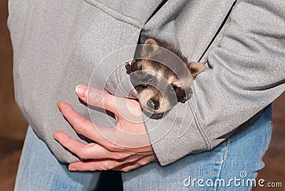 Pocket Full of Baby Raccoon (Procyon lotor)