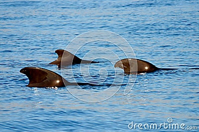 A pod of short-finned pilot whale