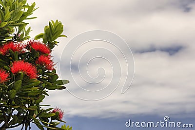 Pohutukawa tree, partly cloudy sky. New Zealand