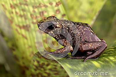 Poison arrow frog Peruvian Amazon