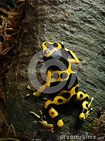 Poison Dart Frog 2138