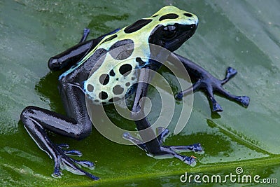 Poison dart frog