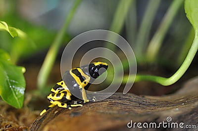 Poison dart frog