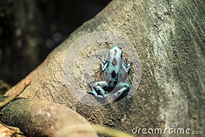 Poison dart frog