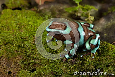 Poison dart frog dendrobates auratus