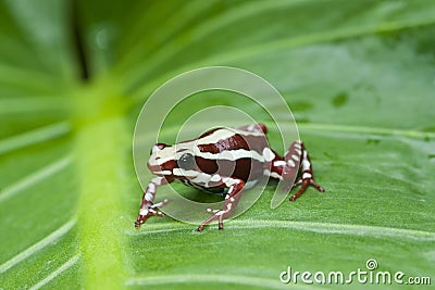 Poison frog