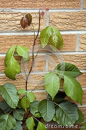 Poison Ivy Vine Stock Images - Image: 5213984