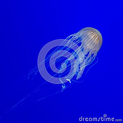 Poison jellyfish