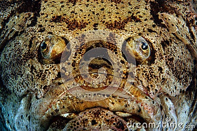 Tuer le temps - Page 4 Poissons-laids-3396086
