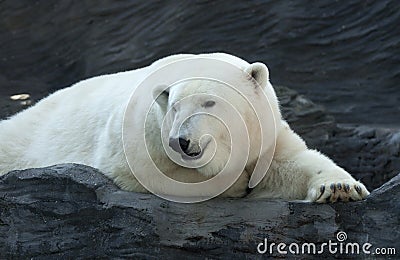 Polar bear