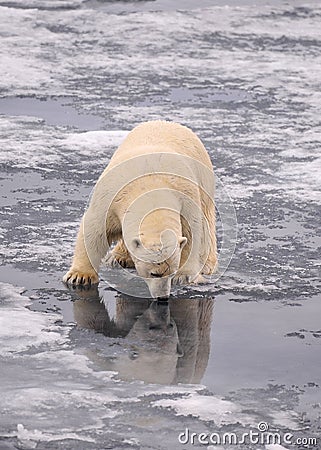 Polar Bear