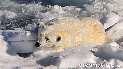 Polar Bear