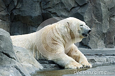 Polar bear