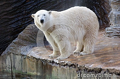 Polar bear