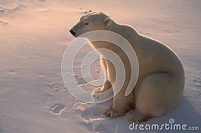 Polar bear in Arctic,backlit by low sunlight