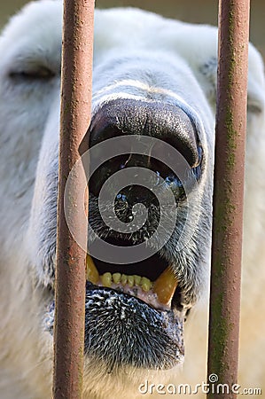 Polar bear behind the bars